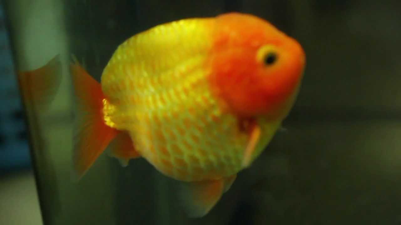 手乗り金魚