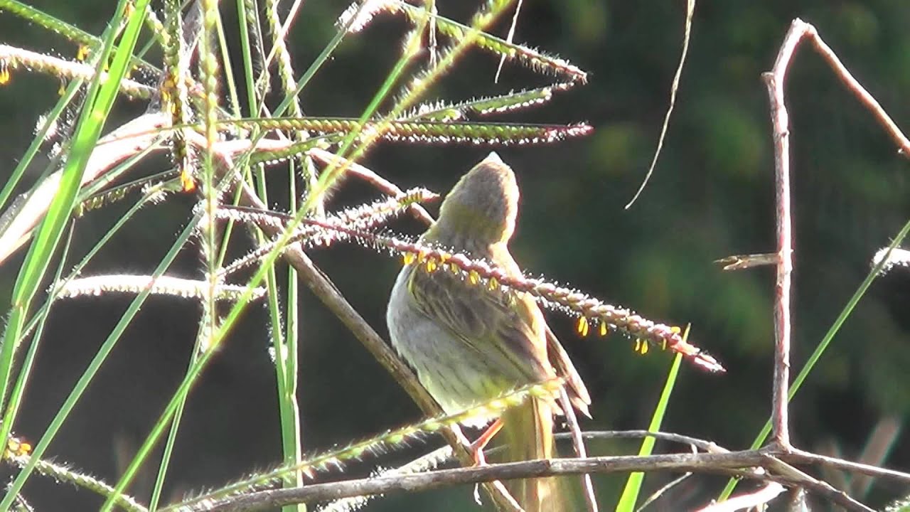 SAFFRON FINCH (SICALIS FLAVEOLA), CAN&Aacute;RIO-DA-TERRA, Bird eating grass seed, Free birds in the wild.