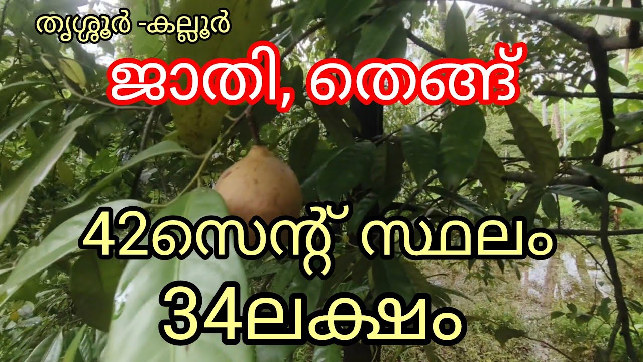 42സെന്റ് സ്ഥലം ജാതി തെങ്ങ് കവുങ്ങ് -34ലക്ഷം.