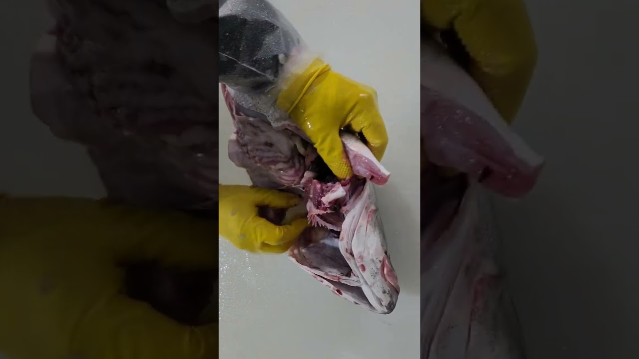 참농어 손질하기 영상