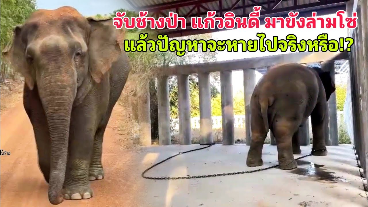 จับช้างป่า แก้วอินดี้ มาขังล่ามโซ่ ภาพนี้คือคำตอบของการแก้ปัญหาคนกับช้างป่าจริงหรือ? #saveแก้วอินดี้