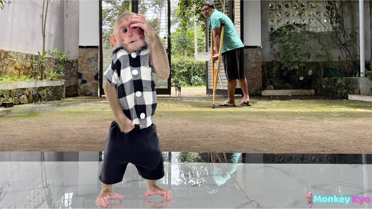 Monkey Kyo's Unexpected Reaction When Dad Leaves the House!