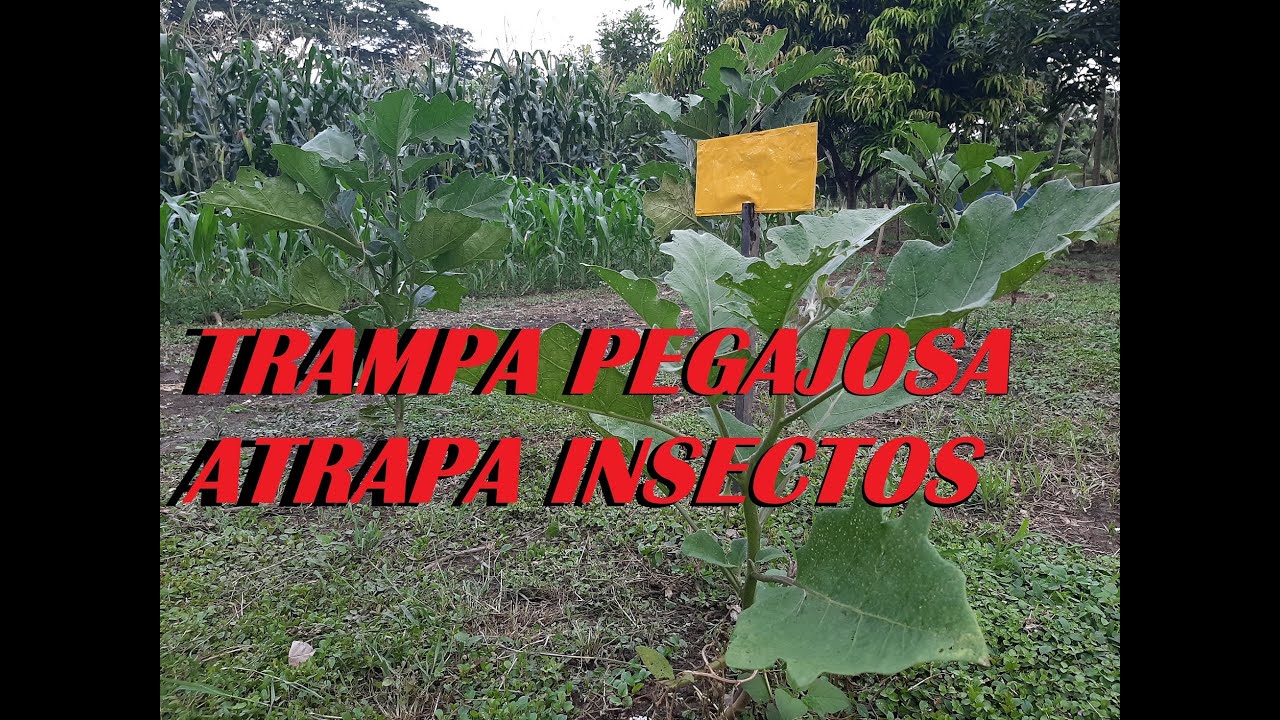 COMO ELABORAR TRAMPAS PEGAJOSAS ATRAPA INSECTOS