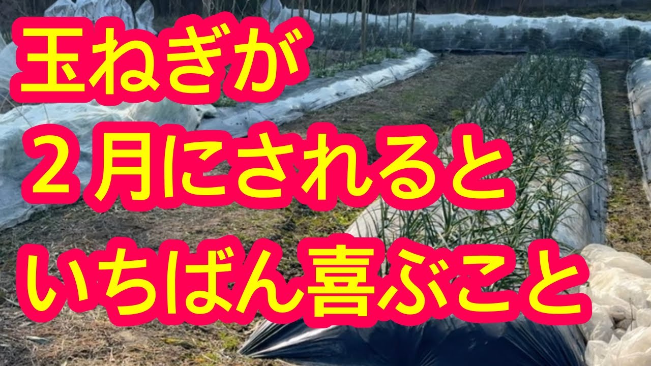 【玉ねぎ】春に大きな玉ねぎを収穫するために、２月に玉ねぎがされると1番喜ぶ作業を解説します。玉ねぎファーストの考え方でいきましょう！