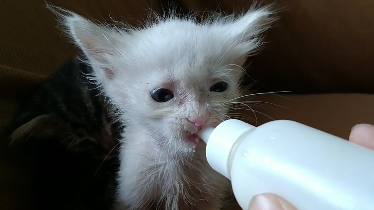 Rescue Kittens Not Missing Mother Cat All They Want Is Bottle Feeding