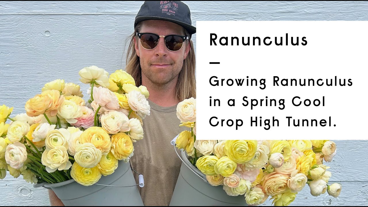🌸 Growing Ranunculus in a Spring Cool Crop High Tunnel | Fresh Pickins Farm 🌸