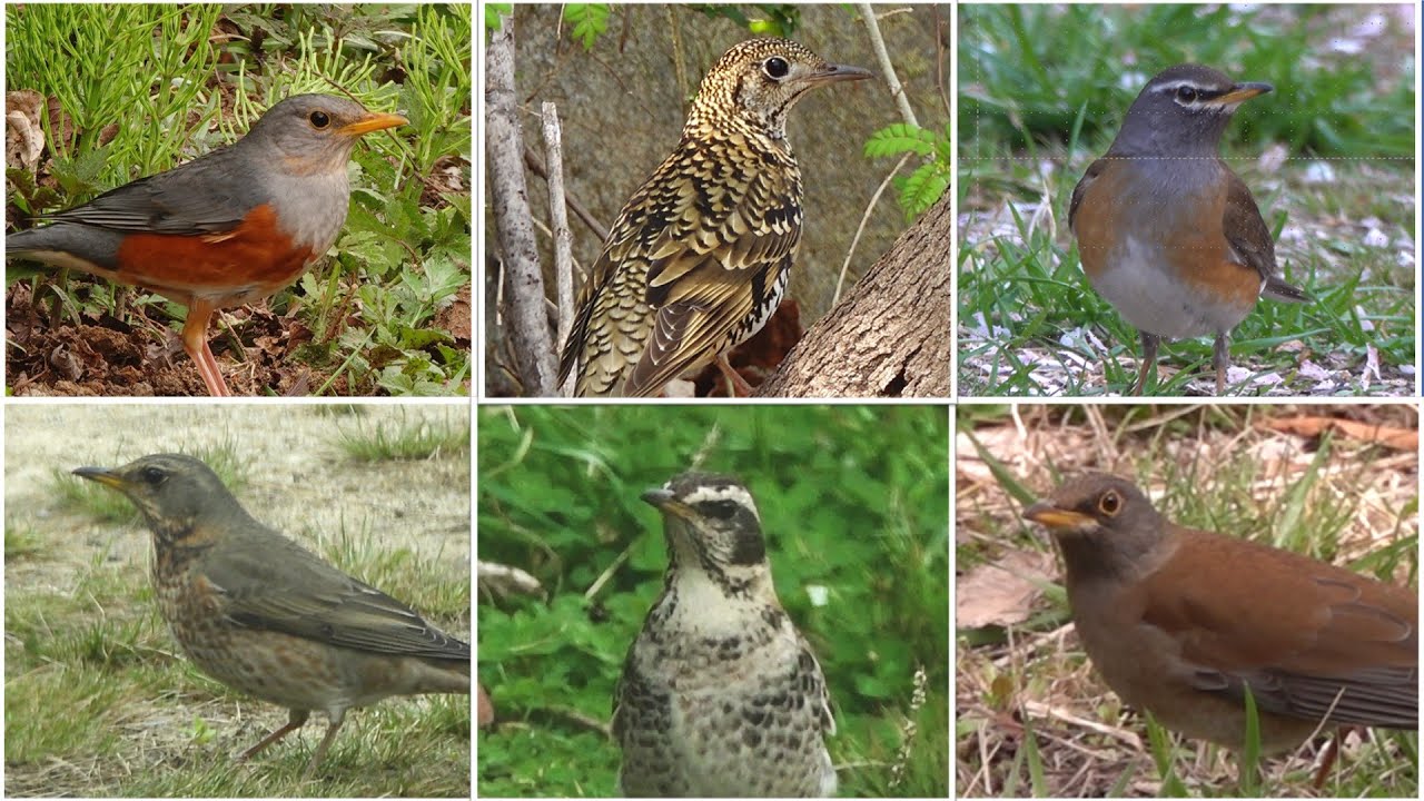 지빠귀 6종: 귀신 씨나락 까먹는 전설_호랑지빠귀 외 되지빠귀, 흰눈썹붉은배지빠귀, 흰배지빠귀, 노랑지빠귀, 개똥지빠귀