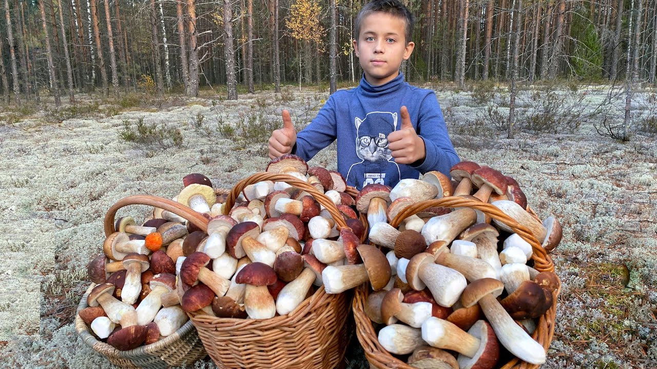 ЛУЧШАЯ ТИХАЯ ОХОТА НА БЕЛЫЕ ГРИБЫ БОРОВИКИ! КОРЗИНЫ ЛОМЯТСЯ ОТ ГРИБОВ!