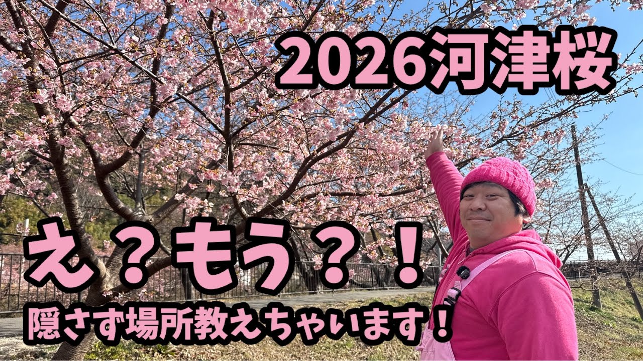 【2026河津桜】 2/3 開花予測　もう咲いている場所　お花見弁当　観光協会　踊り子温泉会館