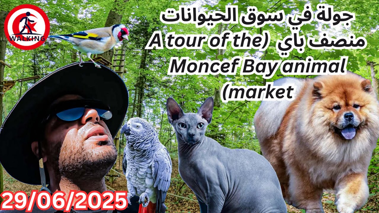 جولة في سوق الحيوانات منصف باي 29/06/2025 (A tour of the Moncef Bay animal market)