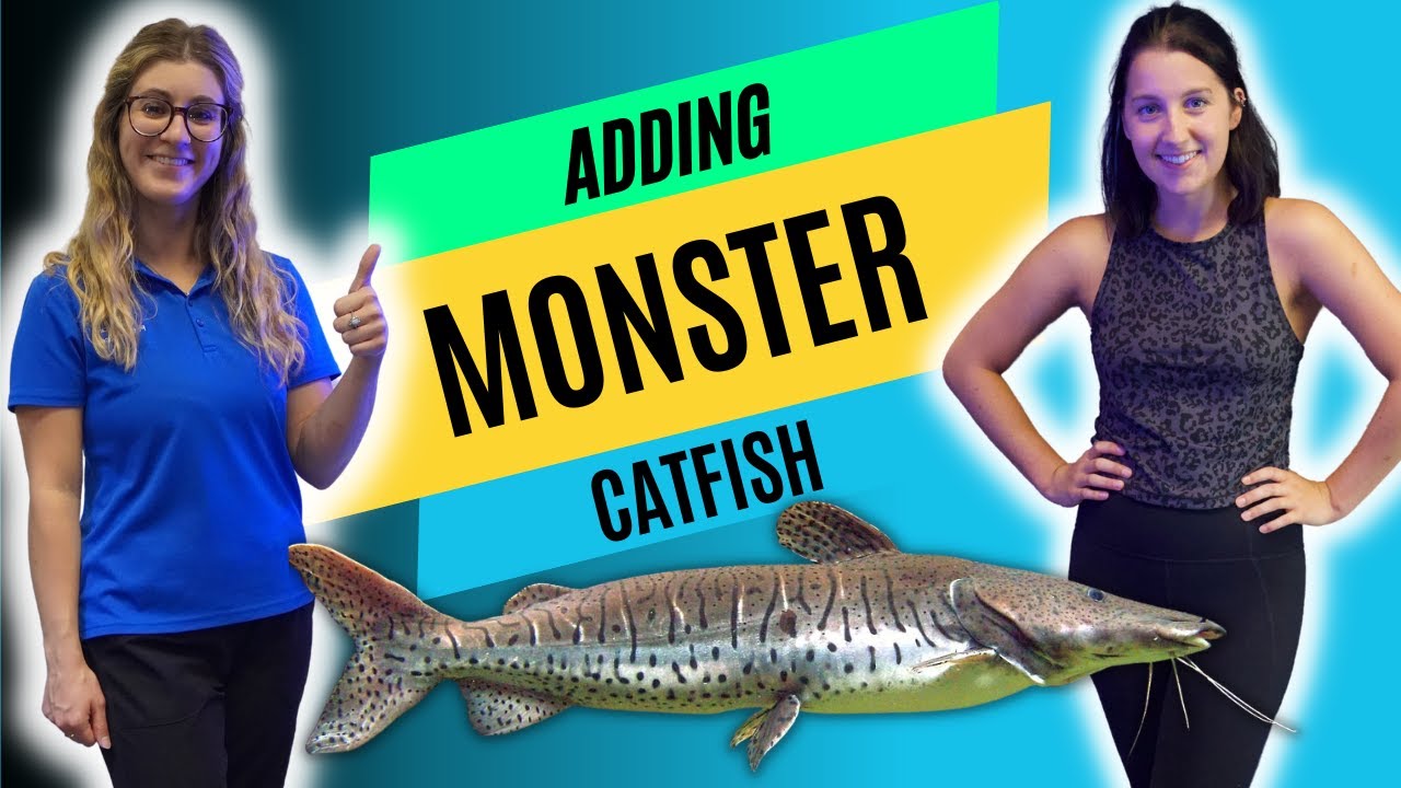 ADDING A MONSTER SIZE CATFISH TO OUR *NEW* 1100 GALLON INDOOR POND!!!