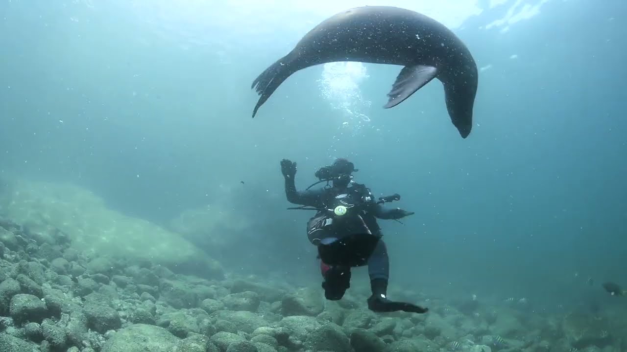 Playing with Sea Lions at Los Islotes - Mexico
