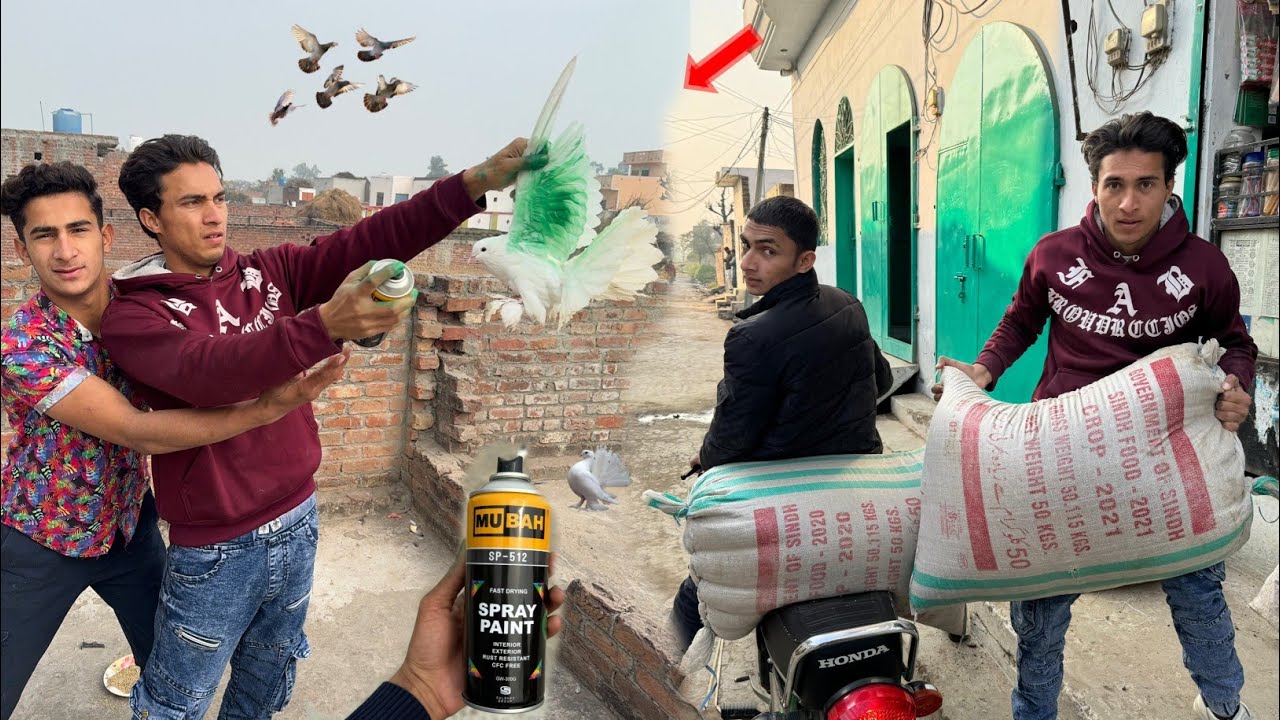 Kabooter Ko Colour Laga Diya Or kabooter K Dana Le Aaye