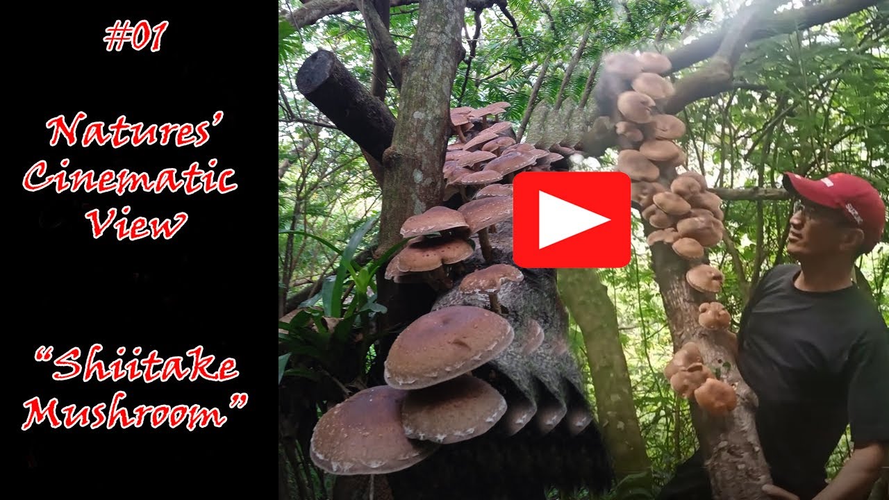Shiitake Mushroom - Baguio - Benguet