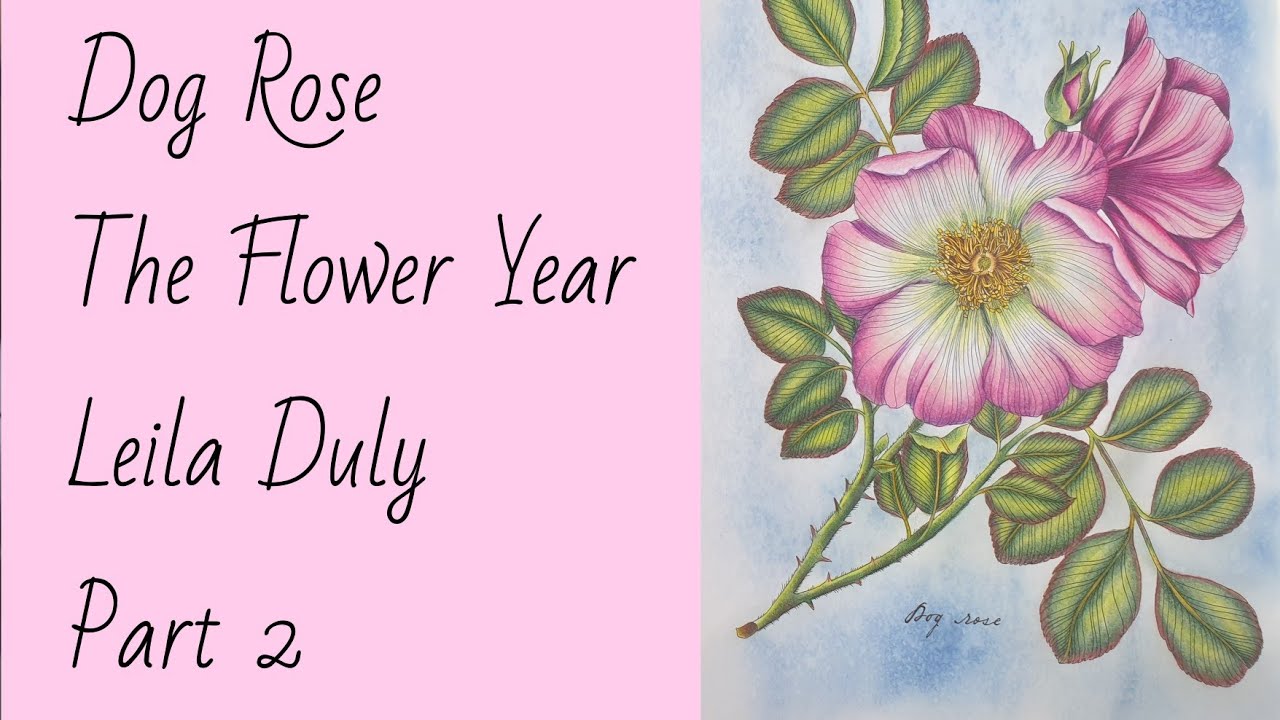 Dog Rose - Part 2 | Flower Year by Leila Duly