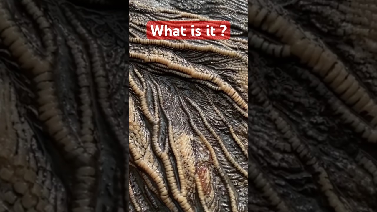The wonderful world 🌎 of “Sea Lilies,”fossil finds from the Jurassic Coast!🤔