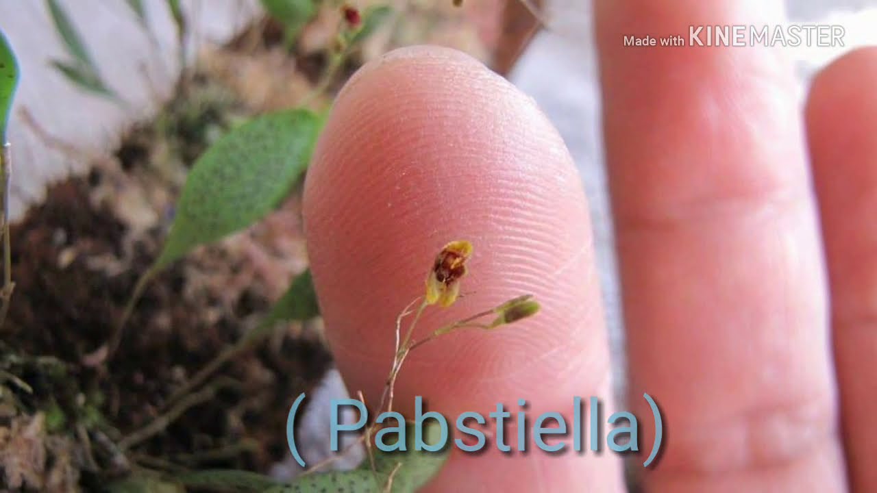 Micro Orquídeas e algumas variedades