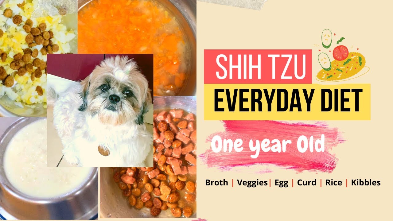 Siya's Current Food Routine | One Year Old Shih Tzu