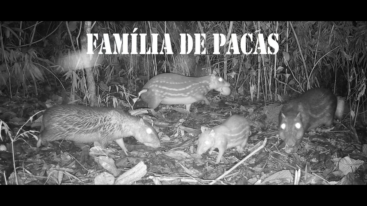 Família de pacas se alimentando (casal de pacas com filhote)