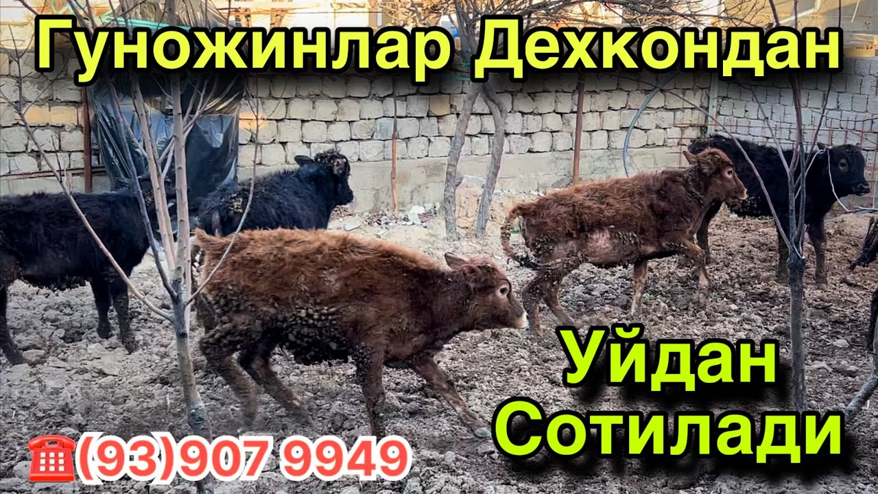 Уйдан Сотилади! Гуножинчалар Нархлари! Кашкадарё Гузор Мол Бозори Нархлари! 