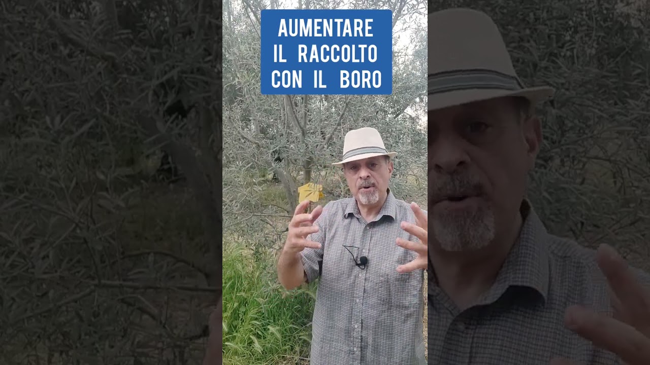 Boro ed olivo, ecco cosa devi sapere prima di fare il trattamento fogliare  #boro #olivo #ulivo