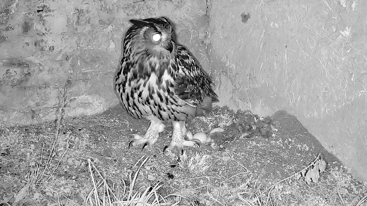 02.–03.02.2026: Uhu im Gänsenest