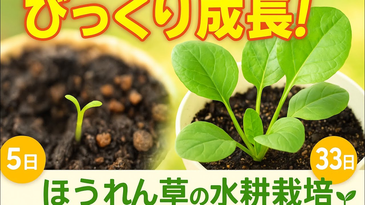 【水耕栽培】ほうれん草の1か月の成長記録①｜葉の変化と成長スピードがすごい！