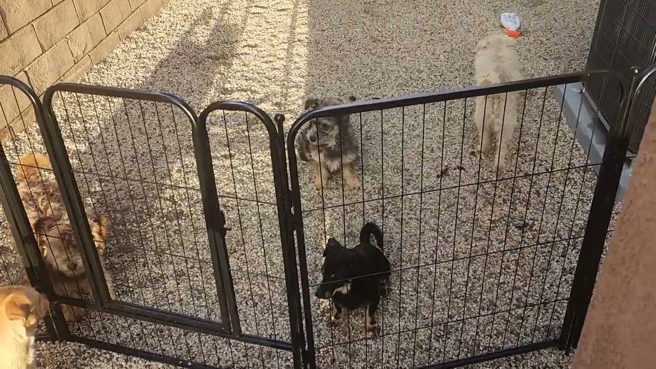 Anza dogs adjusting