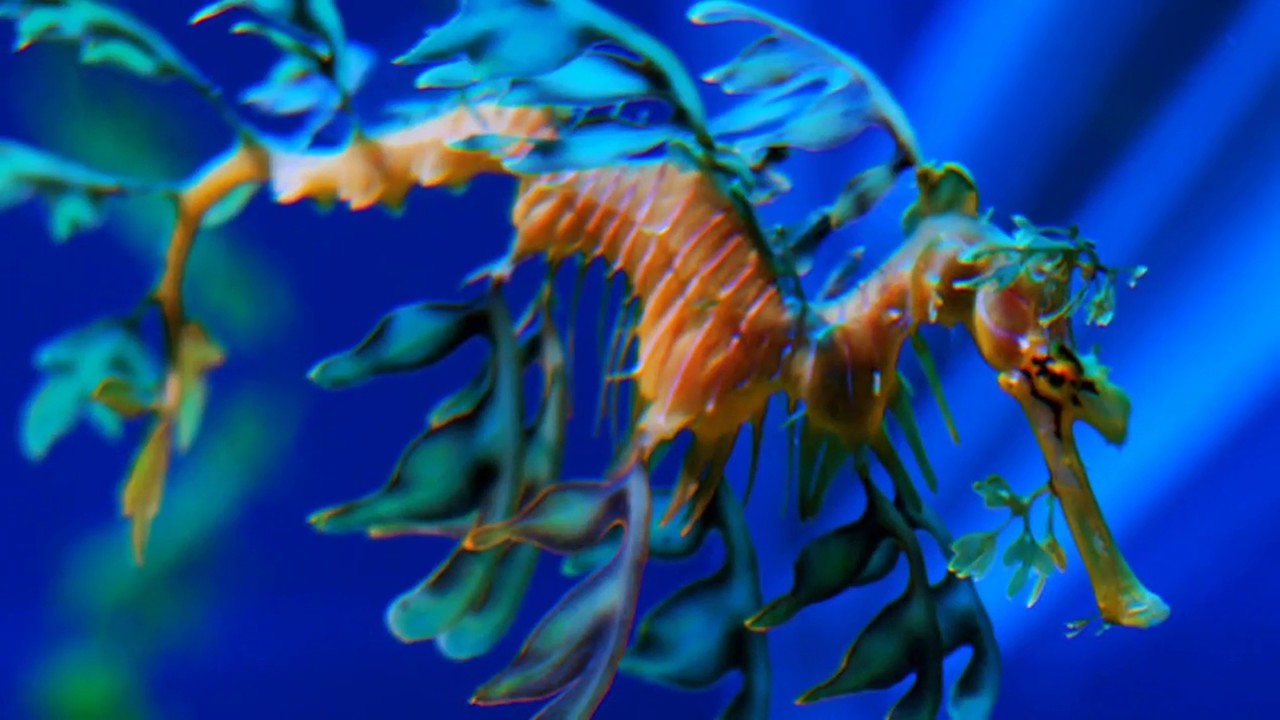Факты: Лиственный морской дракон