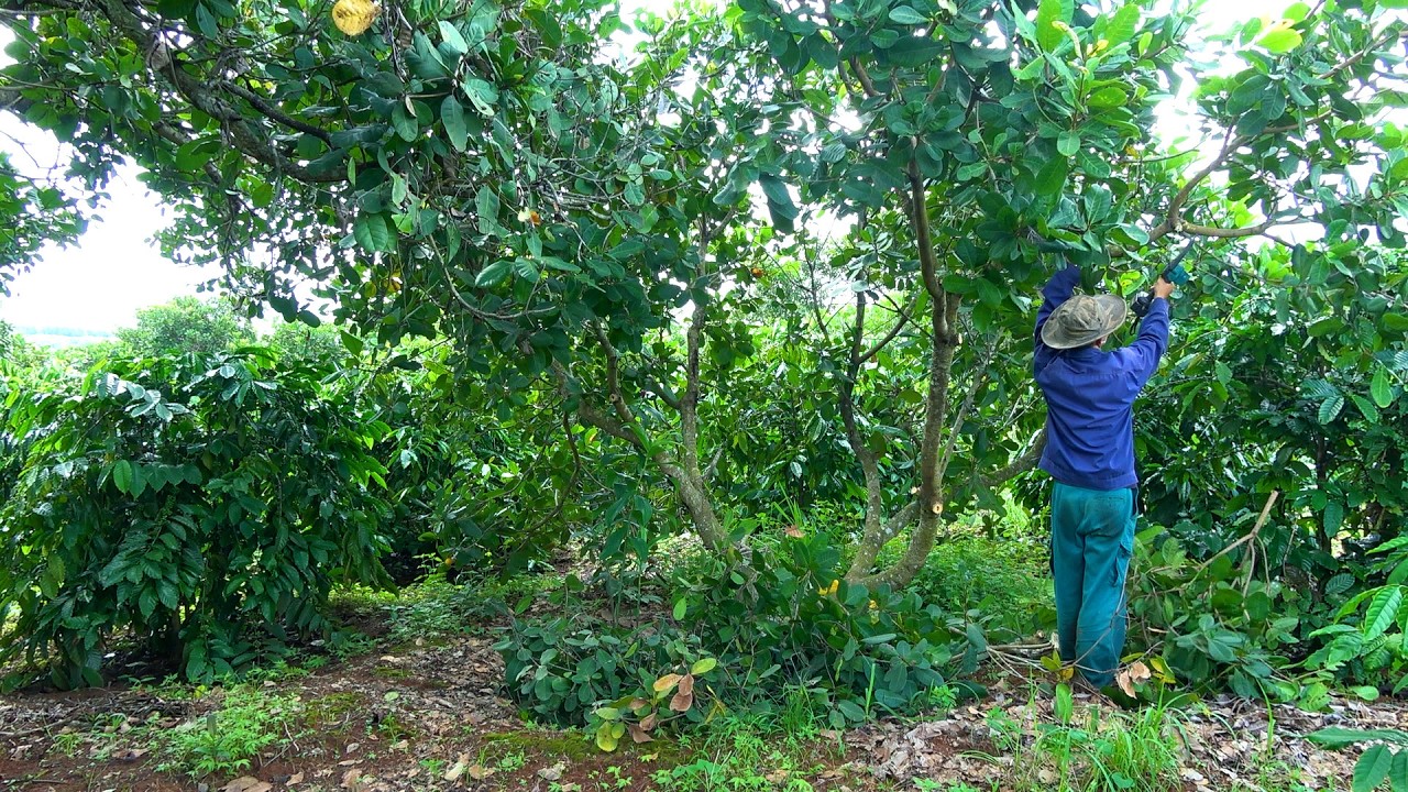 Cashew Tree Pruning and Garden Cleaning TECHNIQUES to Prepare for the New Crop