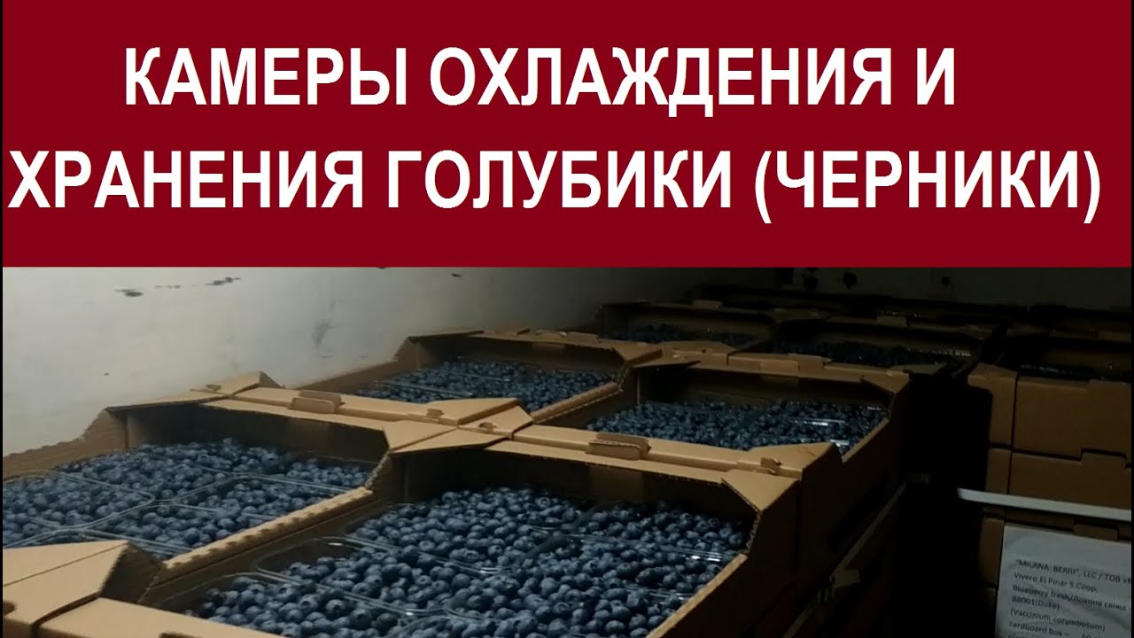 Холодильные камеры охлаждения и харанения голубики / черники. Охолодження та зберігання лохини.