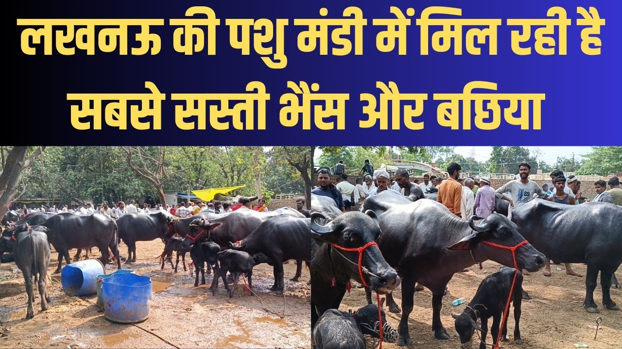 यूपी की सबसे सस्ती पशु मंडी में, सबसे सस्ती भैंस और पडिया मिल रही है...