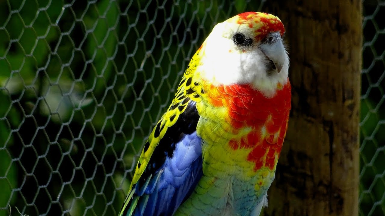 Rosella wandert freiwillig in den 