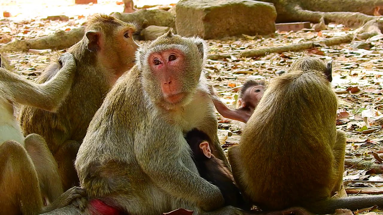 Monkey Jane's family