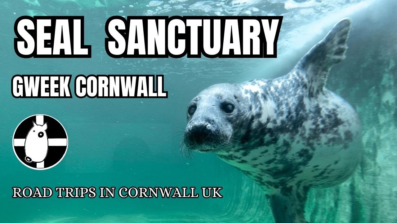 Seal Sanctuary Gweek Cornwall England
