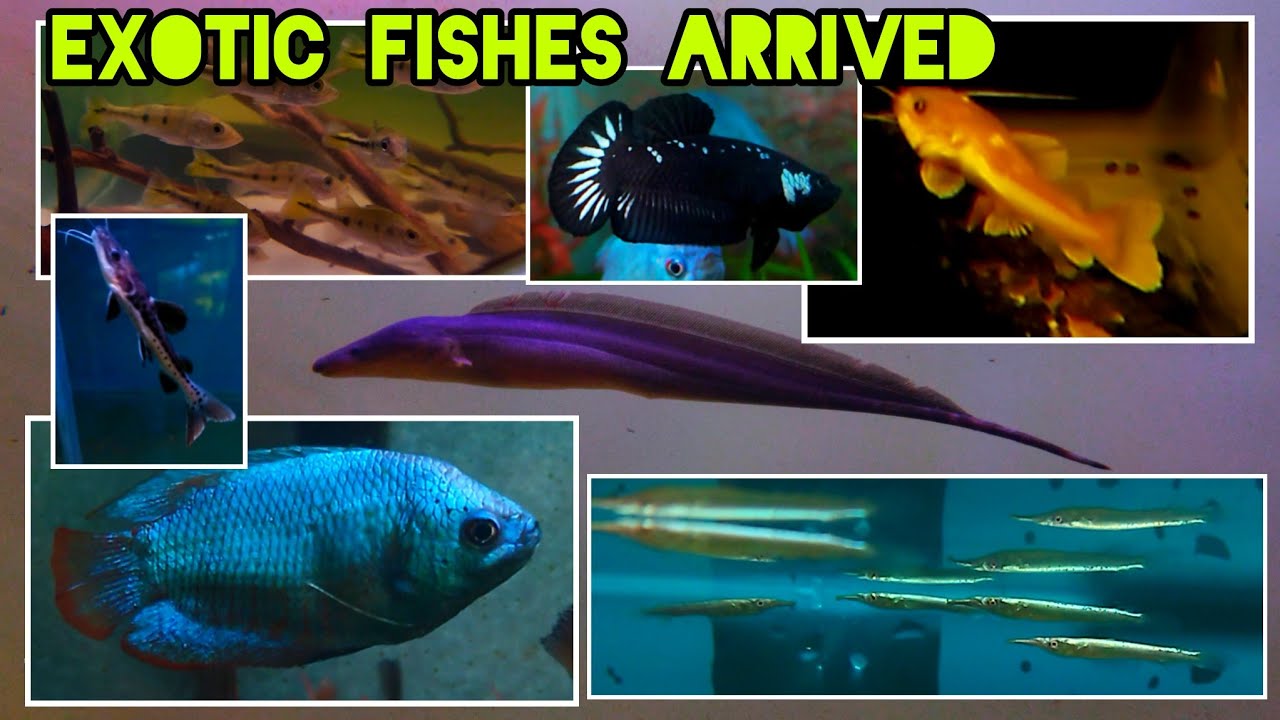 Exotic fishes arrived in Lucknow