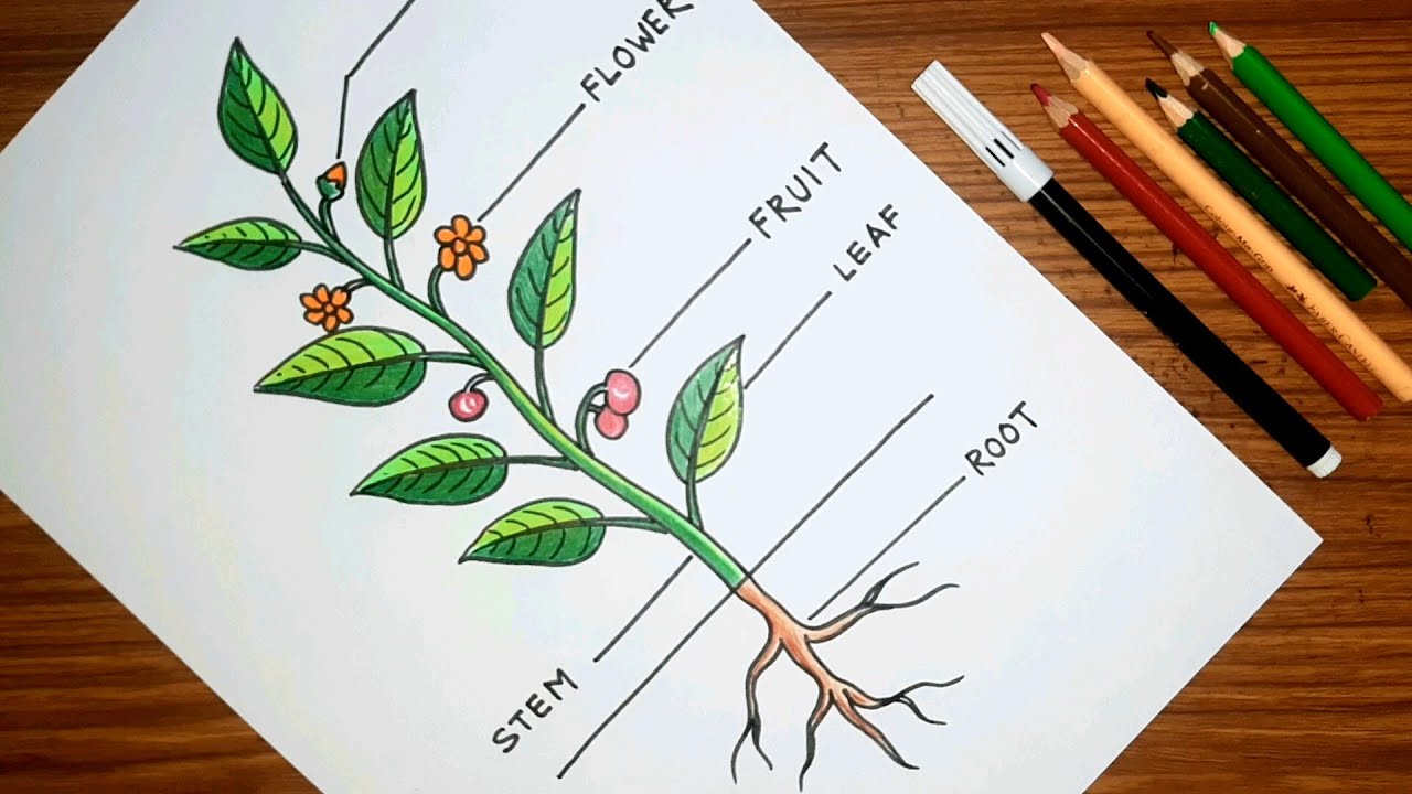 How to draw PARTS OF A TREE 🌳 | Parts of a plant drawing easy | গাছের বিভিন্ন অংশ অঙ্কন |