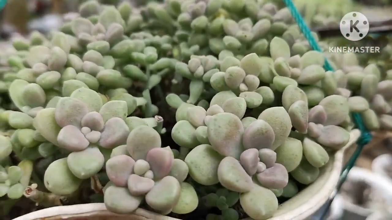 Propagating Mendozae in this Cute DIY Shell Planter ||•Planter Ideas