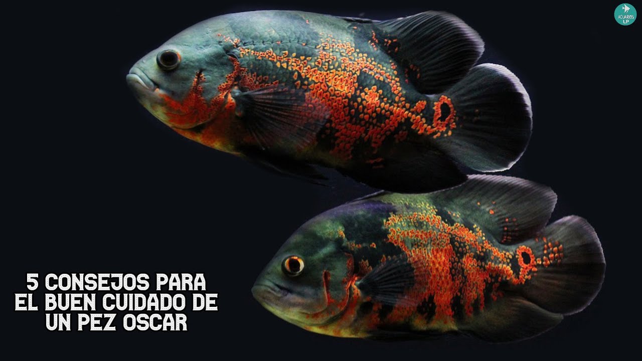 5 CONSEJOS para el BUEN CUIDADO de un PEZ OSCAR| Astronotus ocellatus | AcuariosLP