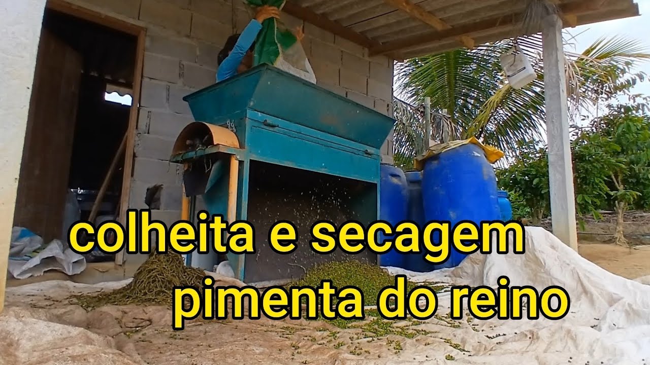 Meu trabalho de colheita e secagem de pimenta-do-reino 