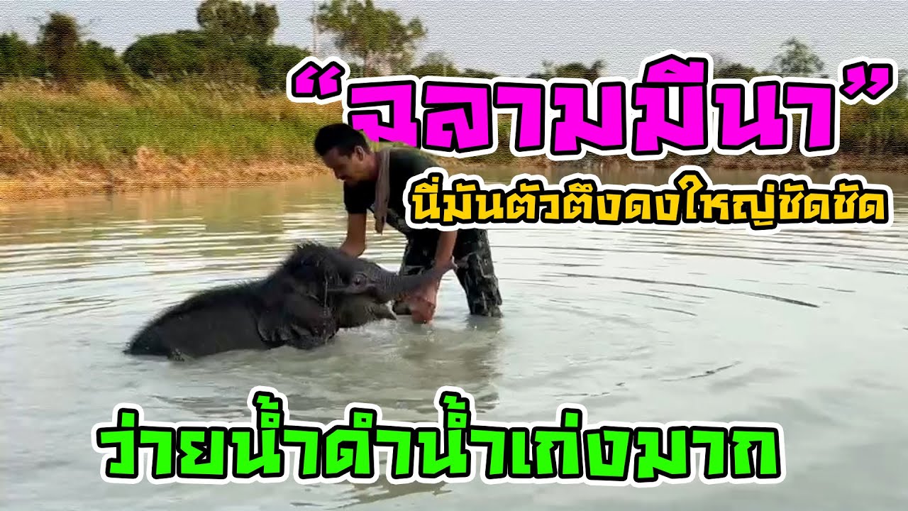 น่าเอ็นดูจริงๆน้องมีนา สาวน้อยบ้านนา  เล่นน้ำดำน้ำเก่งมาก  หน่วยซีลช้างปลอมตัวมา