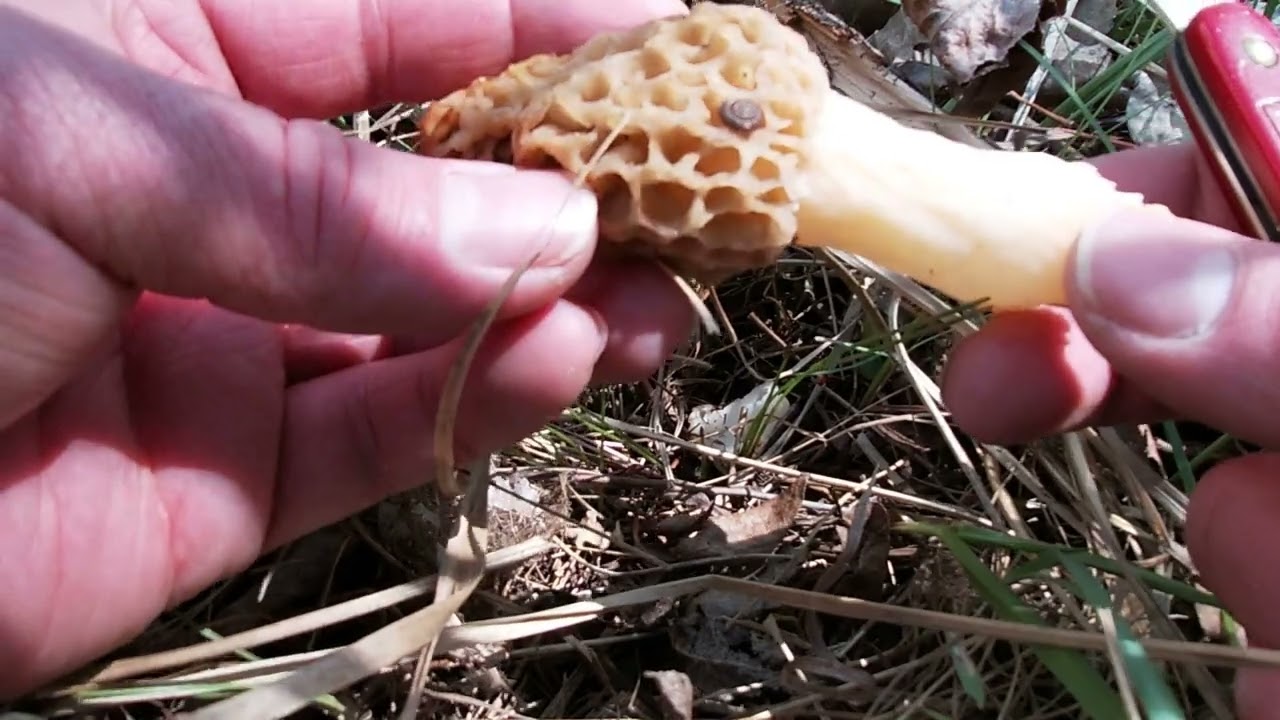 Oyster and Morel Mushroom Foraging in Colorado 2025