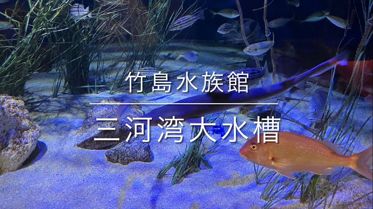 令和8年3月18日　竹島水族館　その3    三河湾大水槽