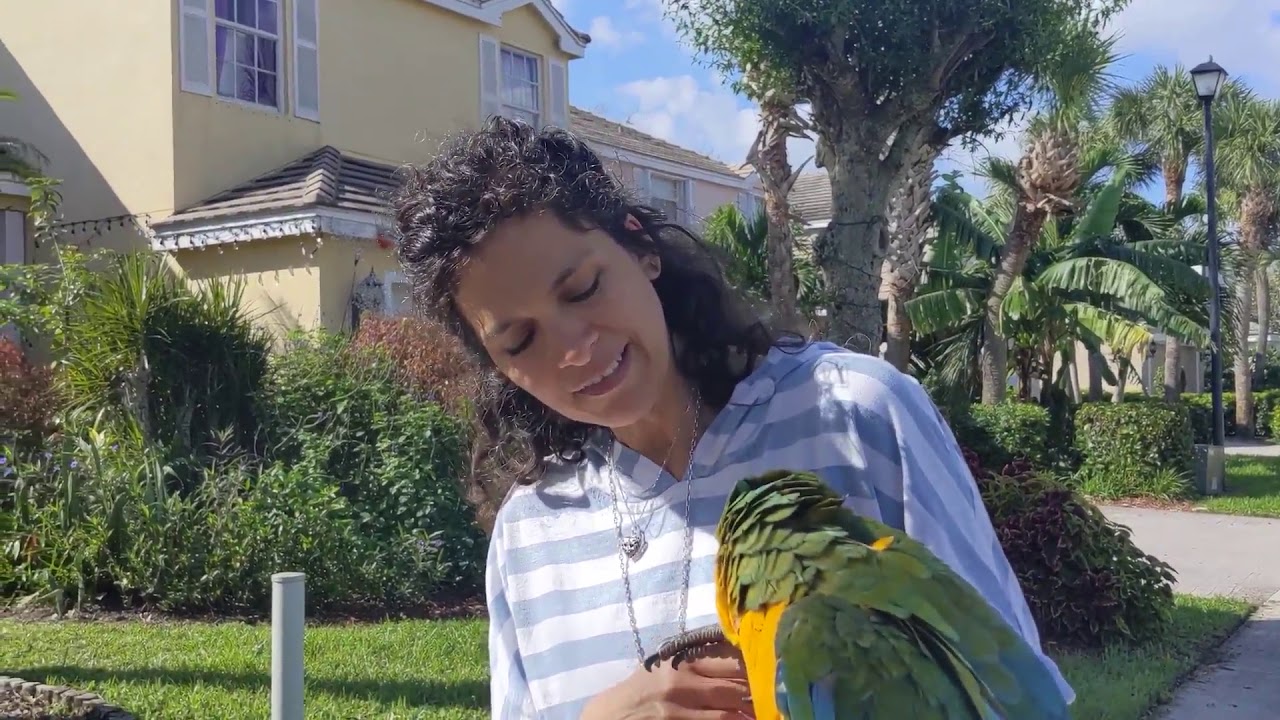 What Is It Like to Have A Macaw?