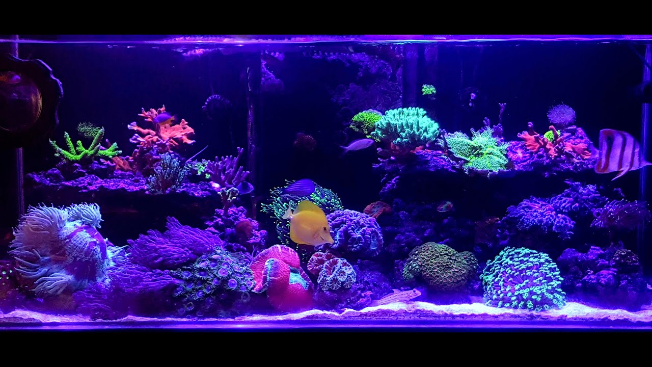 Full Reef Automation with Continuous Water Change System and Stability.