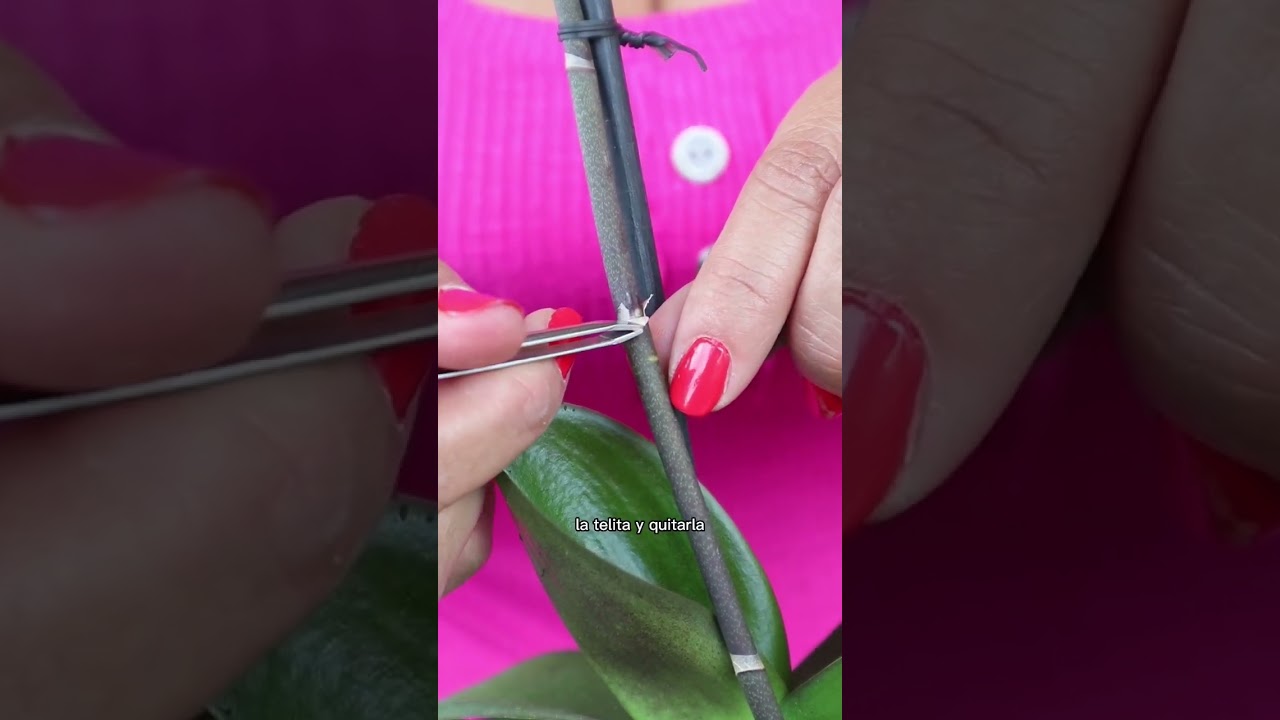 T&eacute;cnica para que tus orqu&iacute;deas Florezcan 🌷 intenta desyemar tus orqu&iacute;deas para que florezcan #plants