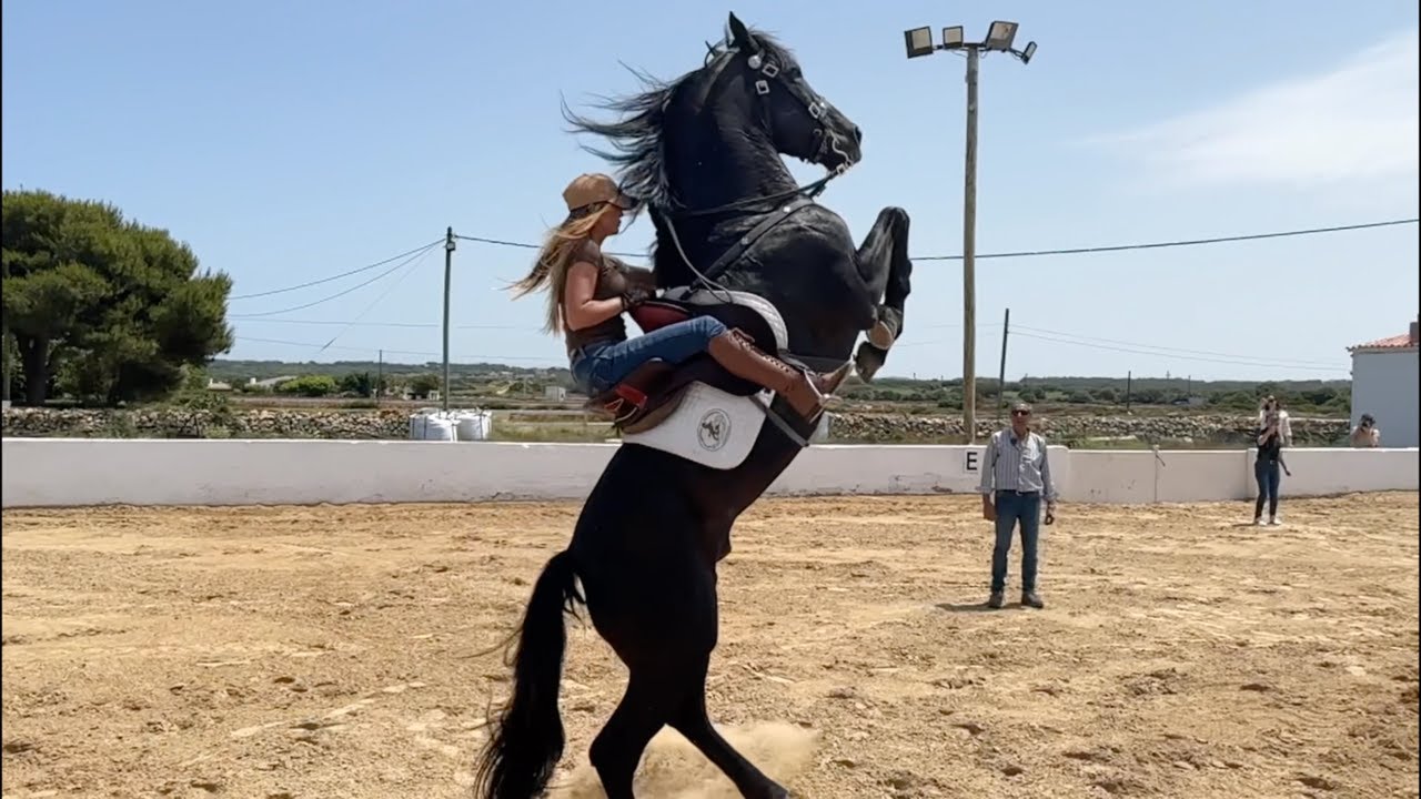 Todo sobre el Caballo Menorquín