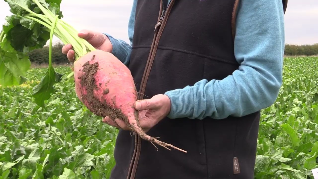 Fosyma Fodder Beet | Excellent for grazing livestock | Easy to harvest | New Variety