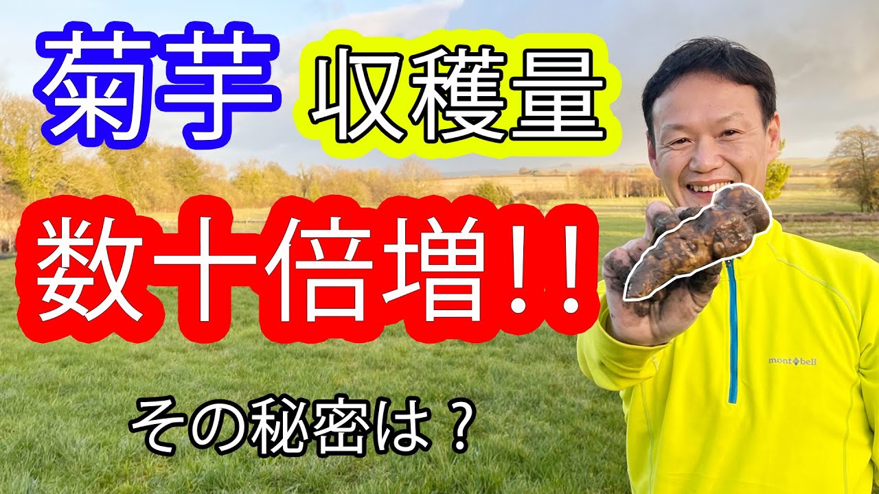 【自然栽培203】菊芋が数十倍の収穫量獲れたよ！