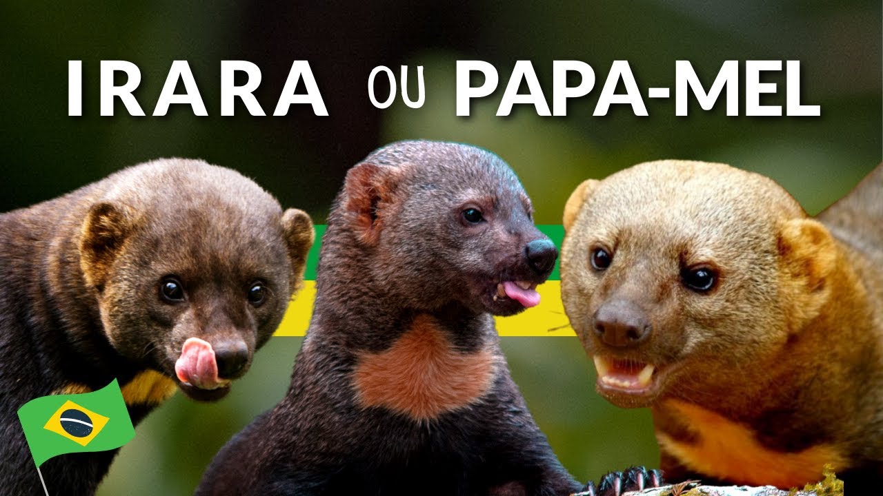 UM ANIMAL BEM DIFERENTE! A IRARA &Eacute; &Oacute;TIMA CA&Ccedil;ADORA! EM MUITOS LUGARES &Eacute; CHAMADA TAMB&Eacute;M DE PAPA-MEL!